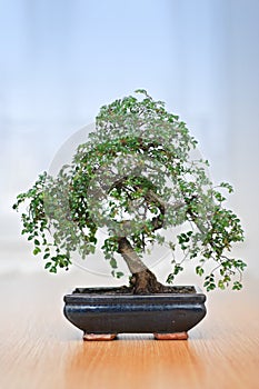 Bonsai tree