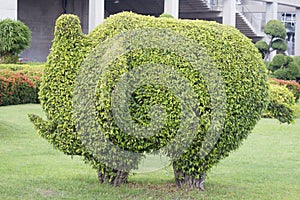 Bonsai tree