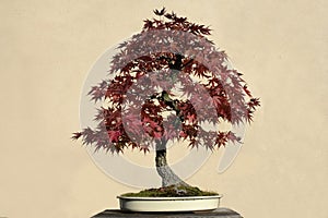 Bonsai tree