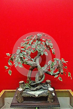 Bonsai tree