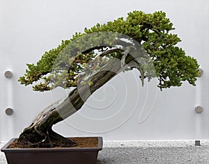 Bonsai Tree