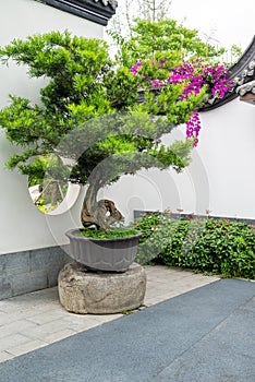 Bonsai tree against white wall in a park