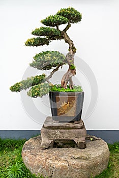 Bonsai tree against white wall in a park