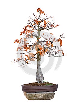 Bonsai tree beech red - Fagus silvatica Atropurpurea