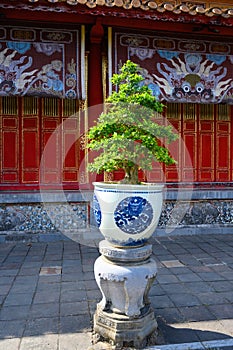 Bonsai tree in blue white ceramic pot in front of temple, Hue, Vietnam