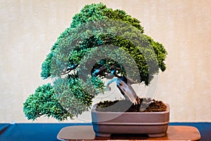 Bonsai tree at a bonsai show in Grand Rapids Michigan