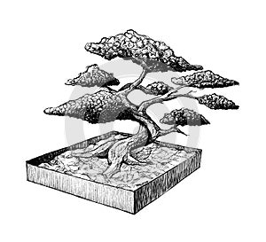 Bonsai tree in a box, ink hand drawn illustration