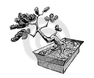 Bonsai tree in a box, ink hand drawn illustration