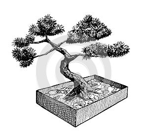 Bonsai tree in a box, ink hand drawn illustration