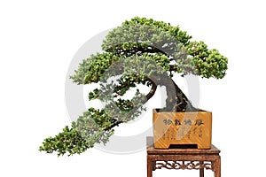 Bonsai tree Ceramic bottle