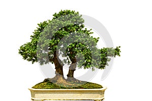 Bonsai tree Ceramic bottle