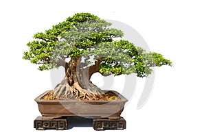 Bonsai tree Ceramic bottle