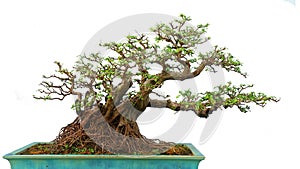 Bonsai tree Ceramic bottle