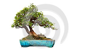 Bonsai tree Ceramic bottle