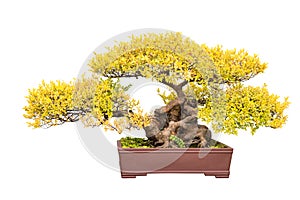 Bonsai tree of chinese elm in autumn