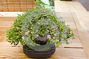 Bonsai tree - Chinese hackberry