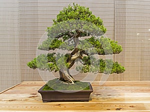 Bonsai tree - Chinese juniper.