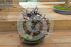 Bonsai tree of Chinese quince.