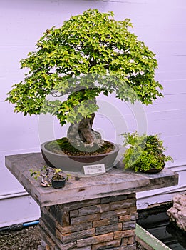 Bonsai tree closeup