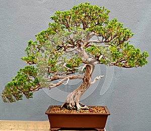 Bonsai Tree