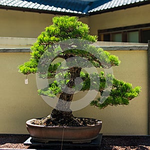 Bonsai Tree in Daylight