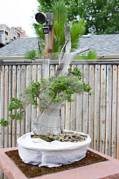 Bonsai Tree Denver Botanical Gardens