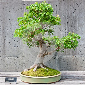 Bonsai tree on display