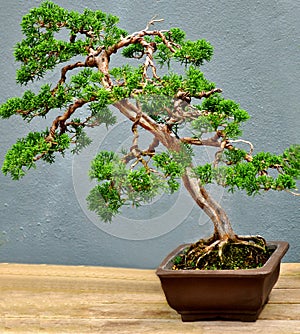 A Bonsai Tree