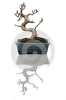 Bonsai tree dried