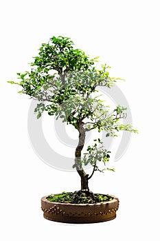 Bonsai tree of elm isolated