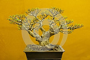 Bonsai tree, Ficus Microcarpa, Bonsai tree exhibition at Pune.