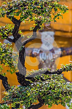 Bonsai tree in front of buddhist guard statue in Thailand