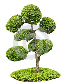 Bonsai tree in garden isolated on white