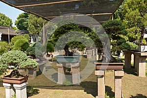 Bonsai tree in a garden. Row of bonsai trees.