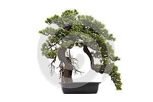 Bonsai Tree Gardening Concept. Tako bonsai tree on white isolated background