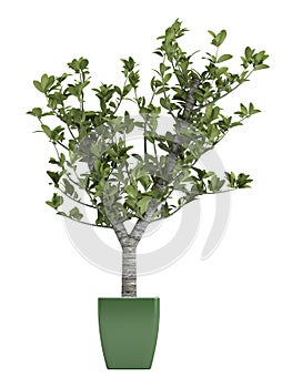 Bonsai tree in a green pot