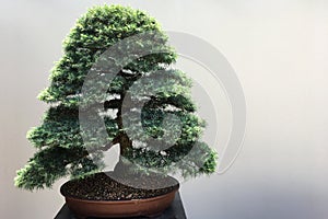 Bonsai tree grows in a pot