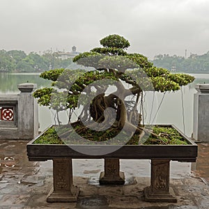 Bonsai tree in Hanoi photo