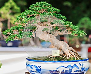 a bonsai tree that has naturally growing roots and green leaves