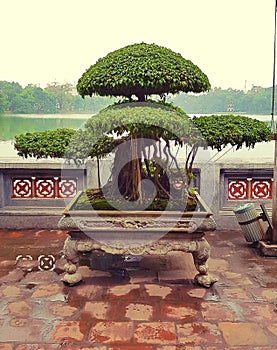 Bonsai tree by Hoan Kiem Lake
