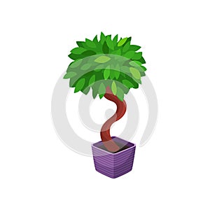 Bonsai tree houseplant, potted plant vector illustration