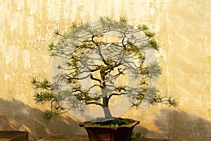 Bonsai tree in China