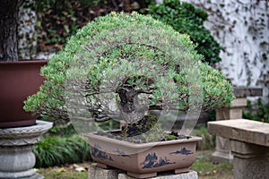 A bonsai tree in the Humble Administrator`s Garden Suzhou