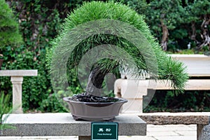 A bonsai tree in the Humble Administrator`s Garden Suzhou