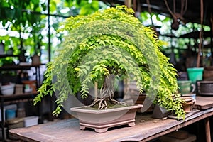 bonsai tree with identification tag