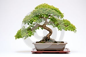 bonsai tree with identification tag