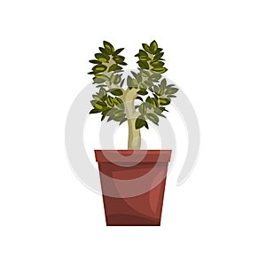 Bonsai tree indoor house plant in brown pot, element for decoration home interior vector Illustration on a white