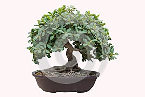 Bonsai tree