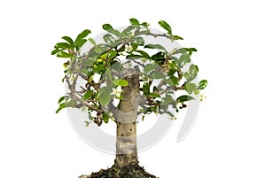 Bonsai tree isolated