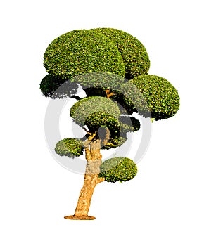 Bonsai tree isolated